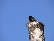 singing bird