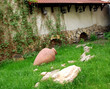 rural landscape