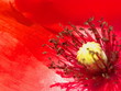 coeur d'une fleur de coquelicot, étamines, pistil