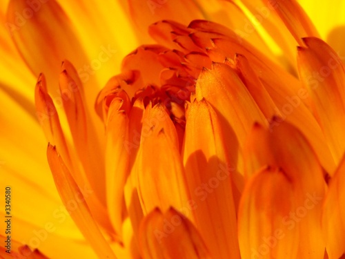 coeur d'une fleur de souci qui s'ouvre