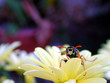 yellowjacket defends flower