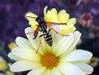 yellowjacket on flower