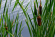 cattails & reeds