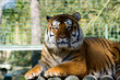 Tigre de face allongé