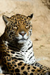 portrait leopard femelle