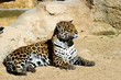 leopard femelle