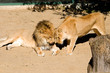 bisou entre un lion et sa lionne