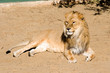 Lion au repos