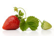 strawberry strawberry