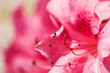 fleur d'azalée rose