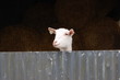 chèvre