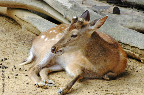 Photo: bambi portrait bambi portrait