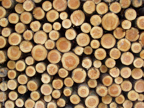 holz