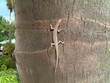 lizard on tree lizard on tree