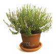 pot de thym