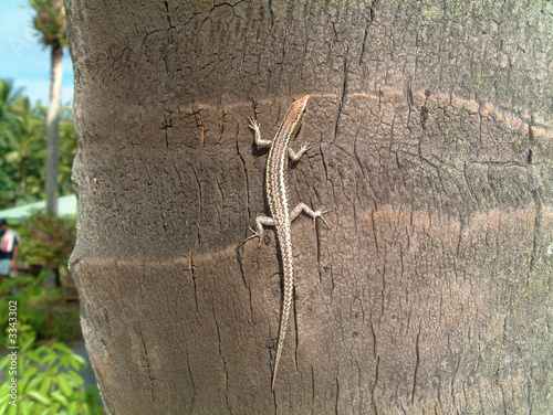 lizard on tree lizard on tree
