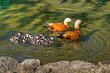 roody shelduck family in pond