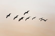 pelican flight school