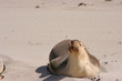 phoque
