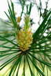 blossoming pine