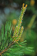 blossoming pine