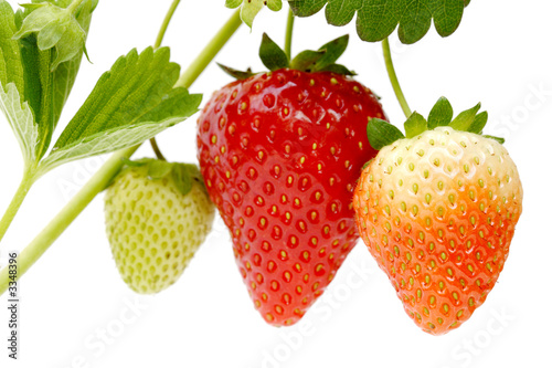 strawberry strawberry
