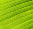 leaf detail