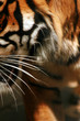 die schnurrhaare des tigers
