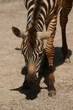 die grasende giraffen