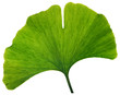 foglia di ginko biloba