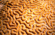brain coral