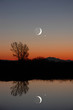 winter moon and lone tree