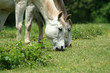 two white horses