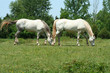 two white horses