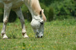 white horse