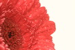 gerbera