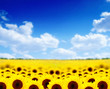 sunflower field