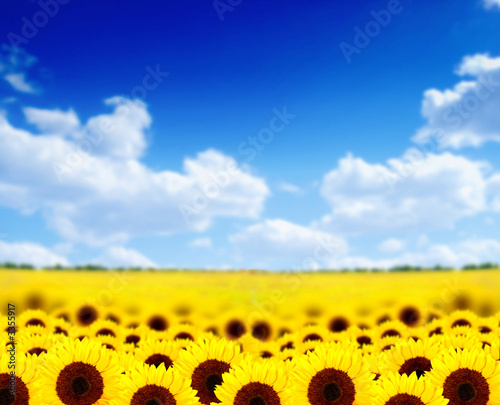 Photo: sunflower field sunflower field