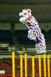 leaping lion