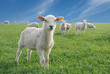 cute little lambs