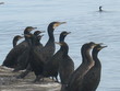 birds on black sea