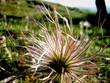 interesting plant