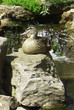 majesty duck