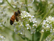 bee on flower