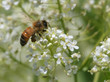 bee on flower