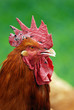 portrait de coq