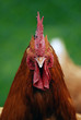 portrait de coq de face