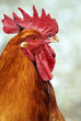 portrait de coq