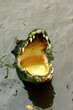crocodile