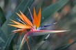 bird of paradise flower